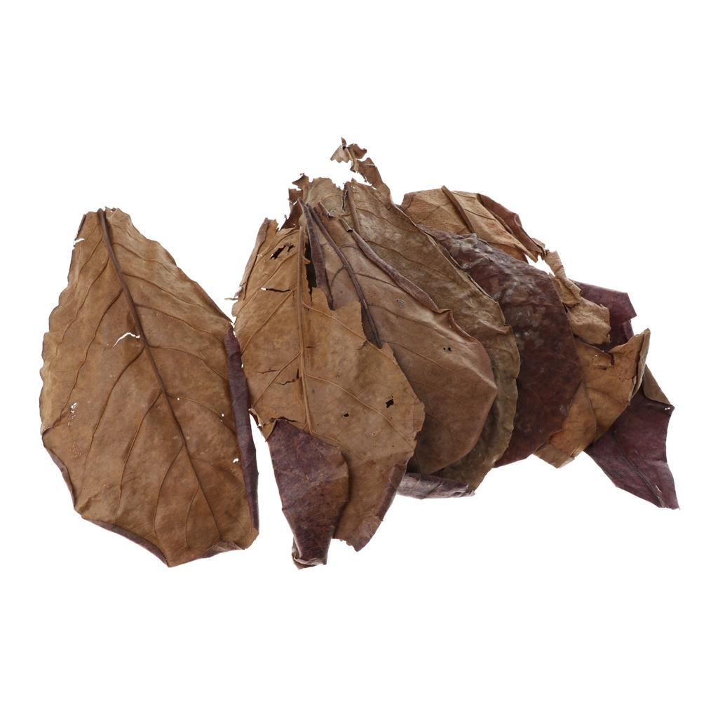 Akuarium Ikan, Daun Almond Ind - Betta Fish Tank ulasan dan harga
