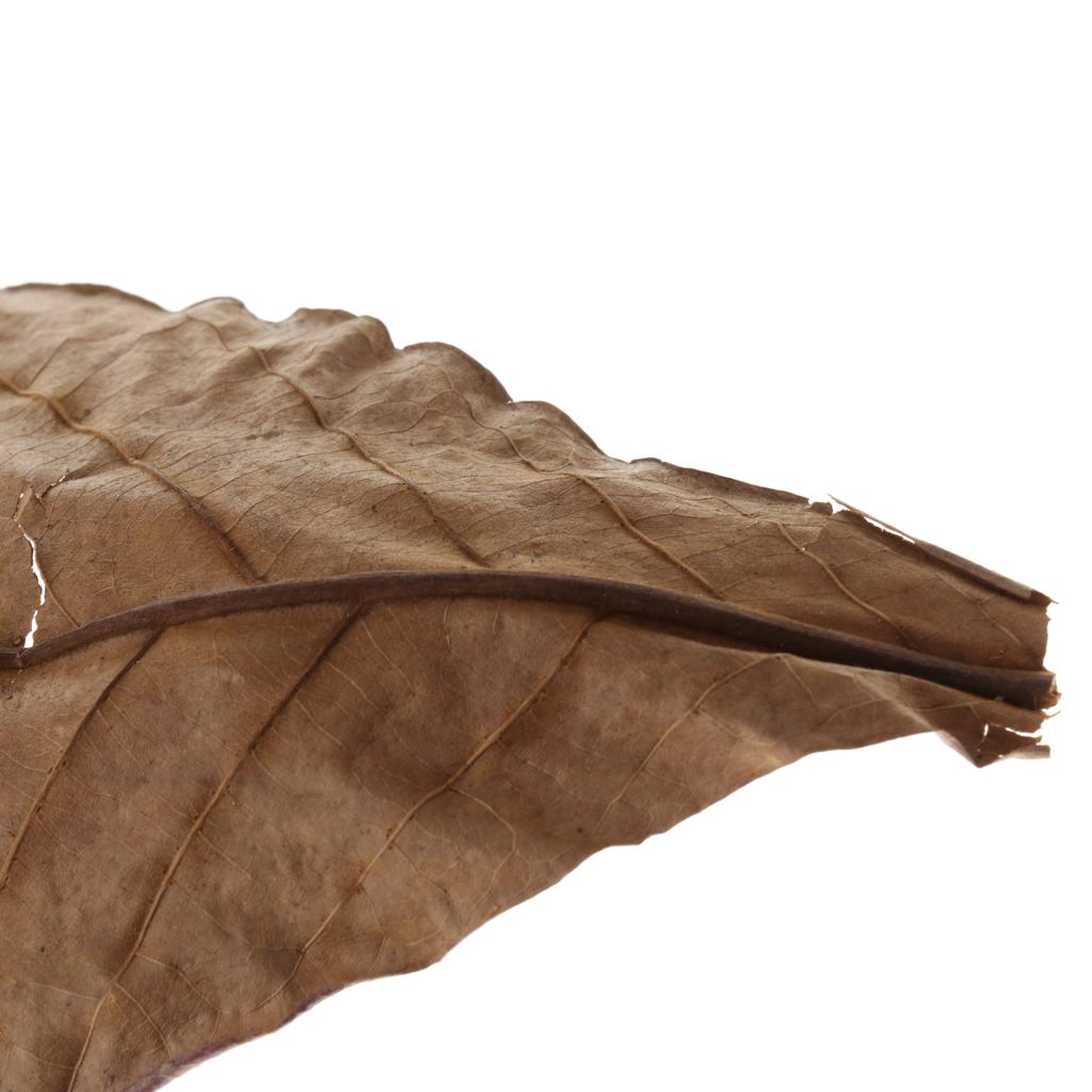 Akuarium Ikan, Daun Almond Ind - Betta Fish Tank ulasan dan harga