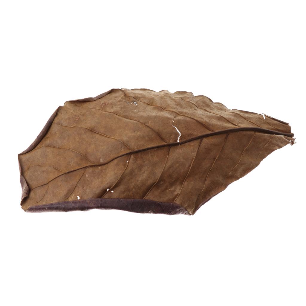 Akuarium Ikan, Daun Almond Ind - Betta Fish Tank ulasan dan harga
