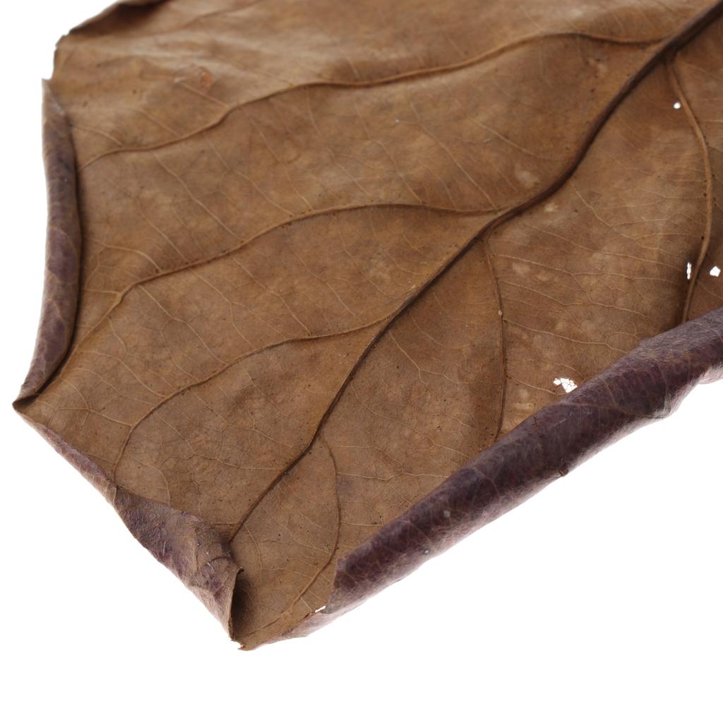 Akuarium Ikan, Daun Almond Ind - Betta Fish Tank ulasan dan harga