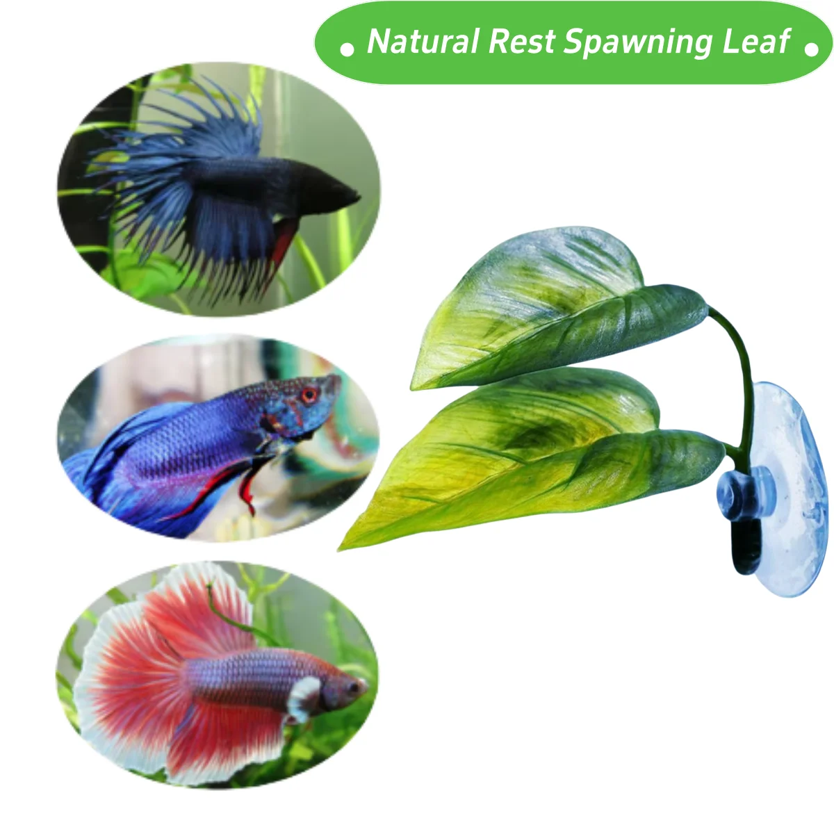 Dekorasi Akuarium Ikan Hias, T - Betta Fish Tank ulasan dan harga