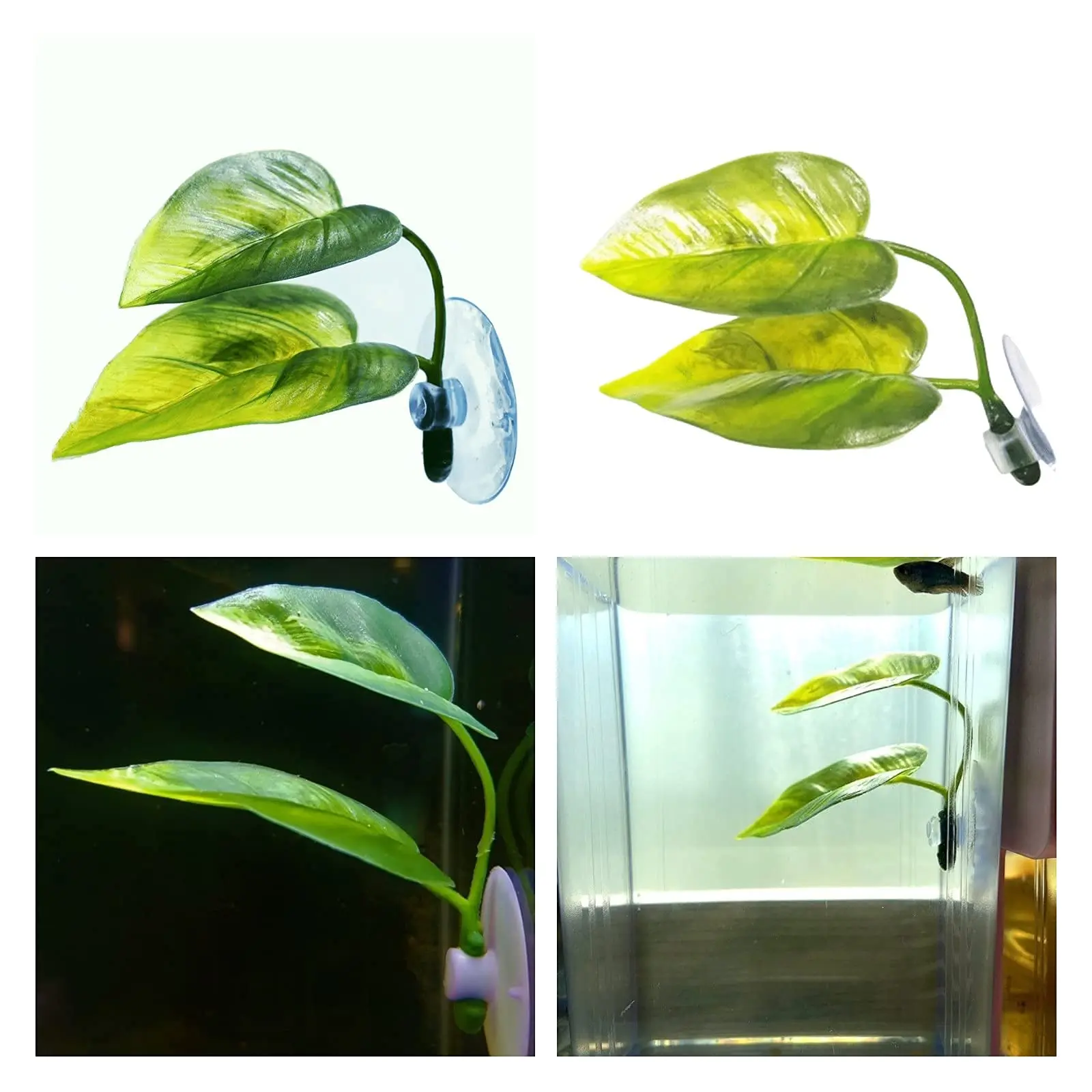 Dekorasi Akuarium Ikan Hias, T - Betta Fish Tank ulasan dan harga