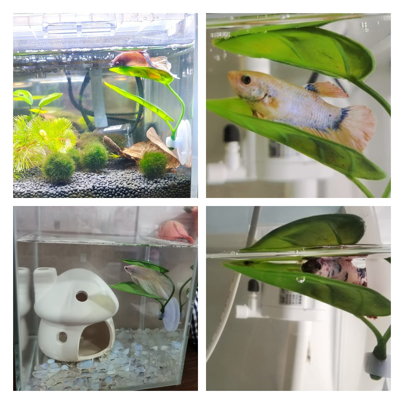 Dekorasi Akuarium Ikan Hias, T - Betta Fish Tank ulasan dan harga